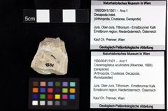 Foto (Objket + Etiketten) von Decapoda indet. 